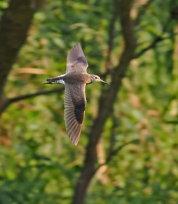 Solitary Sandpiper
