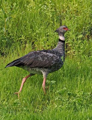 Southern Screamer