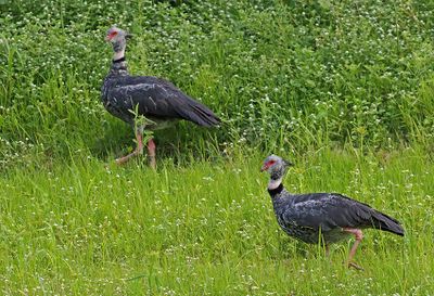Southern Screamer