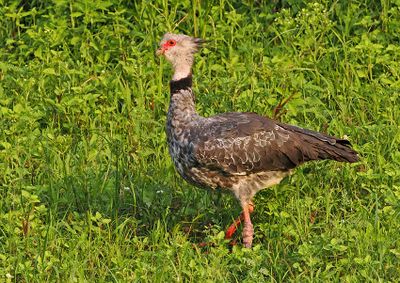 Southern Screamer