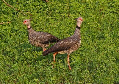 Southern Screamer