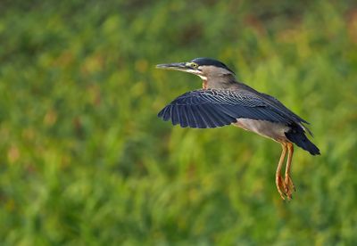 Striated Heron