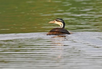 Sungrebe