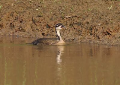 Sungrebe