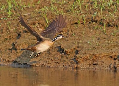 Sungrebe