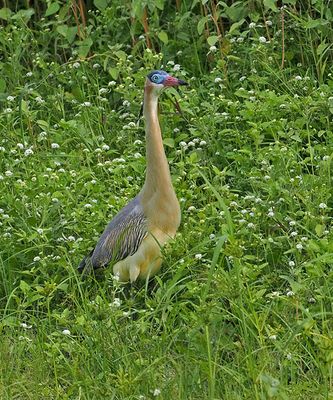 Whistling Heron