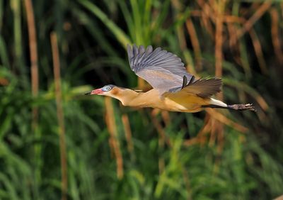 Whistling Heron