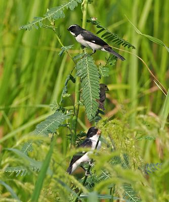 White-bellied Seedeater