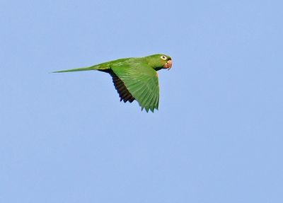 White-eyed Parakeet
