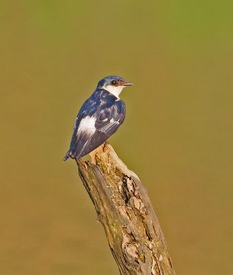 White-winged Swallow