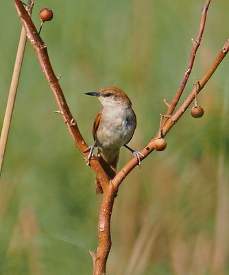 Yellow-chinned Spinetail