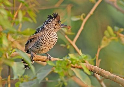 Barred Antshrike