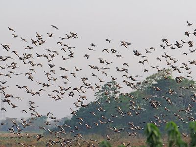 Black-bellied Whistling-Duck