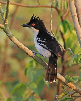 Great Antshrike