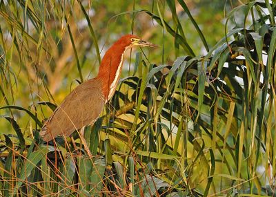 Rufescent Tiger-Heron