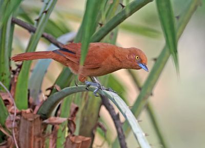 Rufous Cacholote