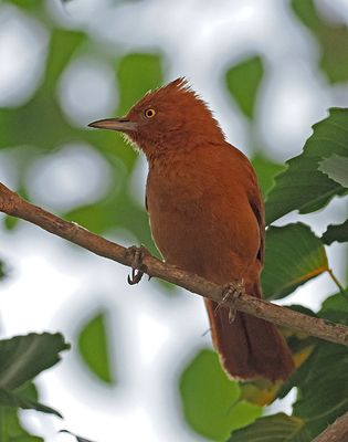 Rufous Cacholote