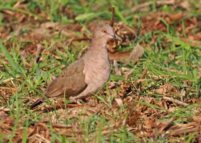White-tipped Dove