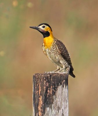 Campo Flicker