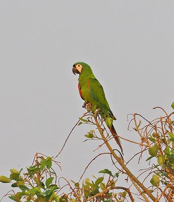 Chestnut-fronted Macaw