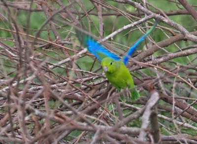 Cobalt-rumped Parrotlet