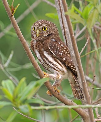 Ferruginous Pygmy-Owl