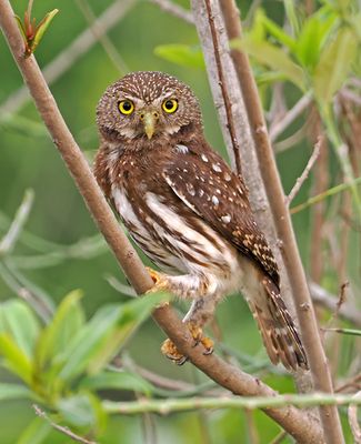 Ferruginous Pygmy-Owl