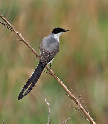 Fork-tailed Flycatcher