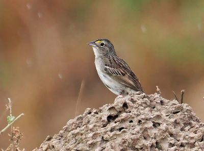 Grassland Sparrow
