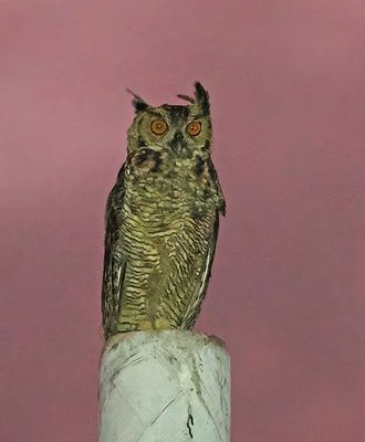 Great Horned Owl