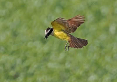 Great Kiskadee