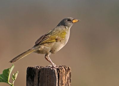 Great Pampa-Finch