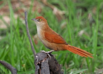 Great Thornbird