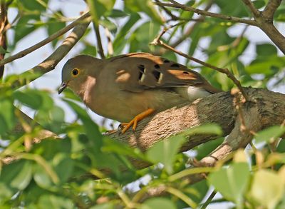 Long-tailed Ground-Dove