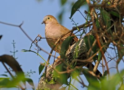 Long-tailed Ground-Dove