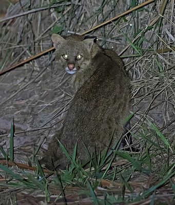 Pantanal Cat