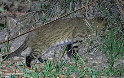 Pantanal Cat