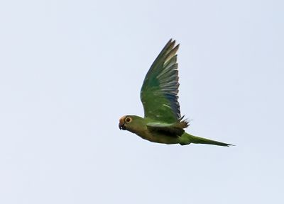 Peach-fronted Parakeet
