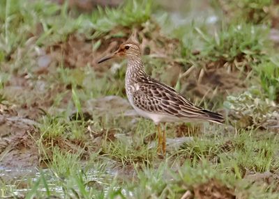 Pectoral Sandpiper