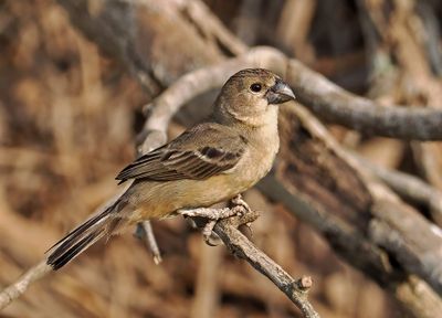 Rusty-collared Seedeater