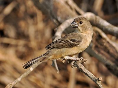 Rusty-collared Seedeater