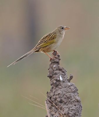 Wedge-tailed Grassfinch