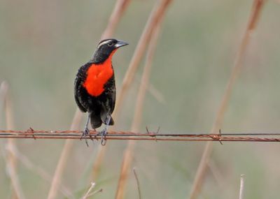 White-browed Meadowlark
