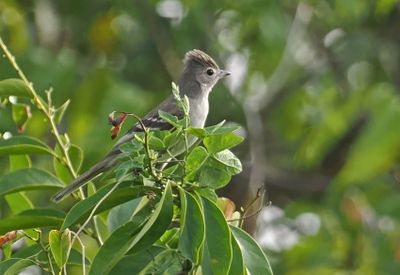 Yellow-bellied Elaenia