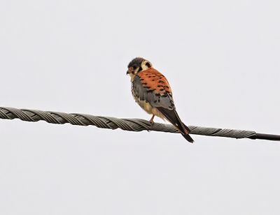 American Kestrel