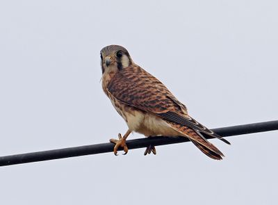 American Kestrel