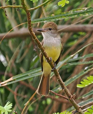 Brown-crested Flycatcher