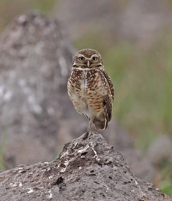 Burrowing Owl