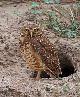Burrowing Owl