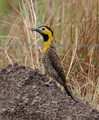 Campo Flicker